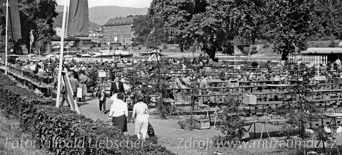 Výstava drobného zvířectva na Labském nábřeží v Děčíně v roce 1966