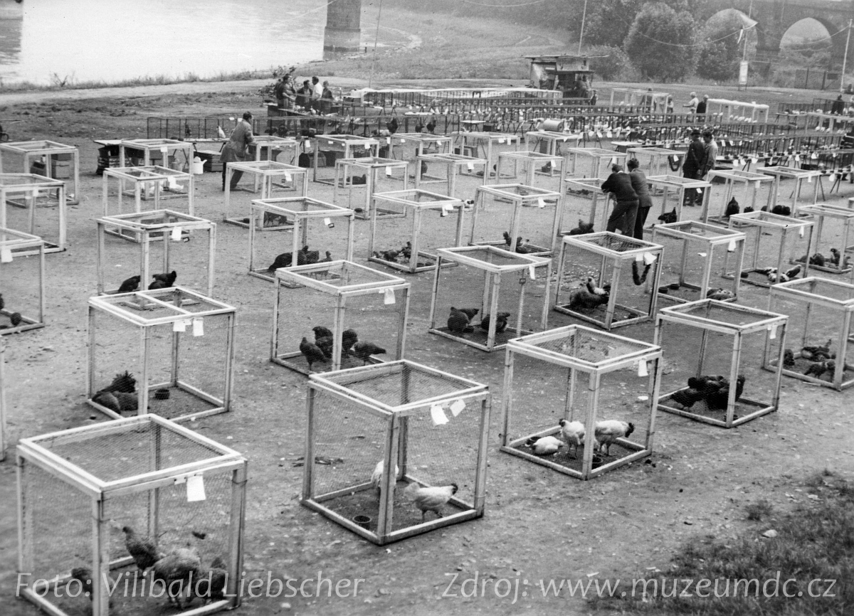 Výstava drobného zvířectva na Labském nábřeží v Děčíně v roce 1966