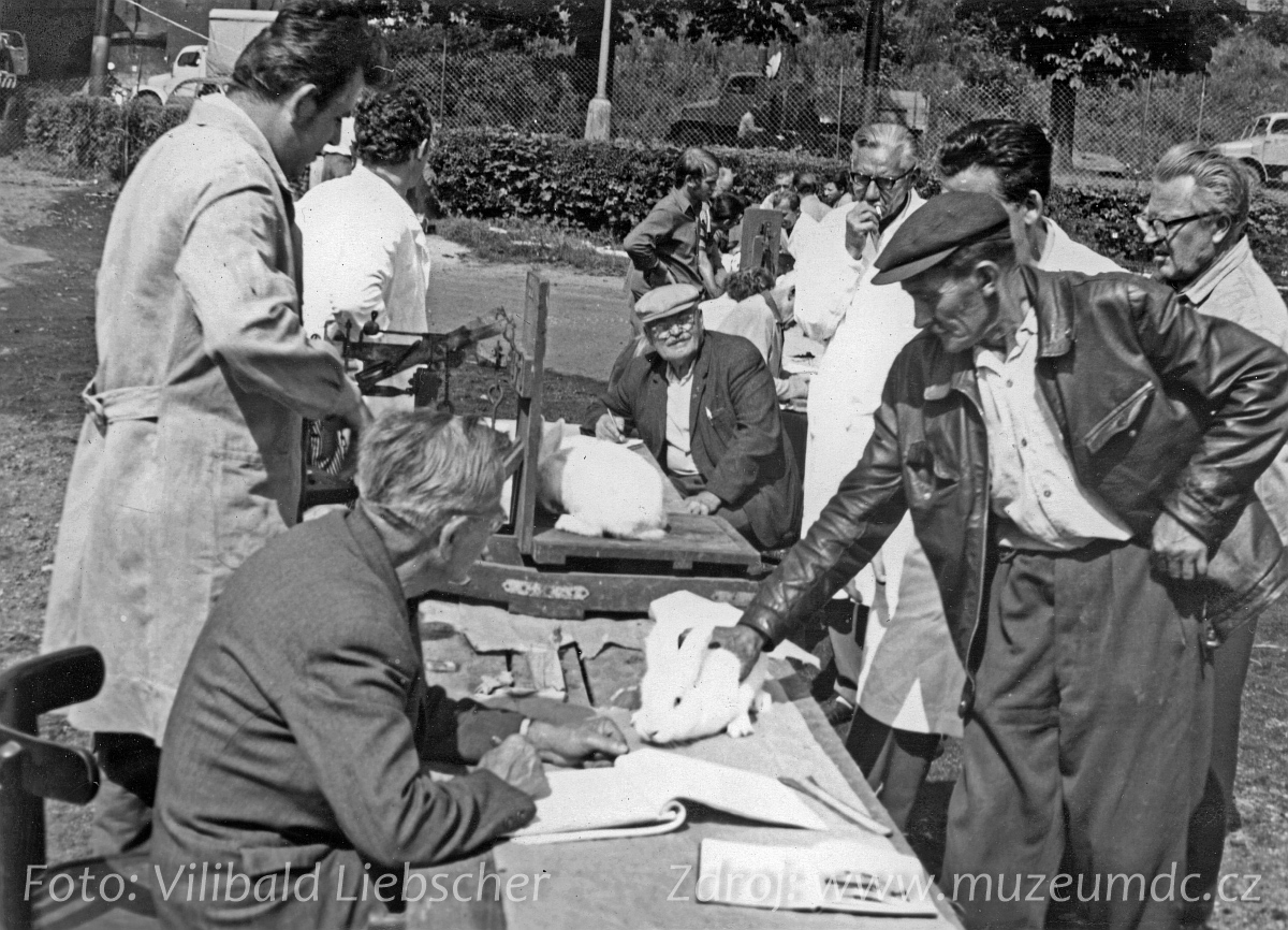 Výstava drobného zvířectva na Labském nábřeží v Děčíně v roce 1966