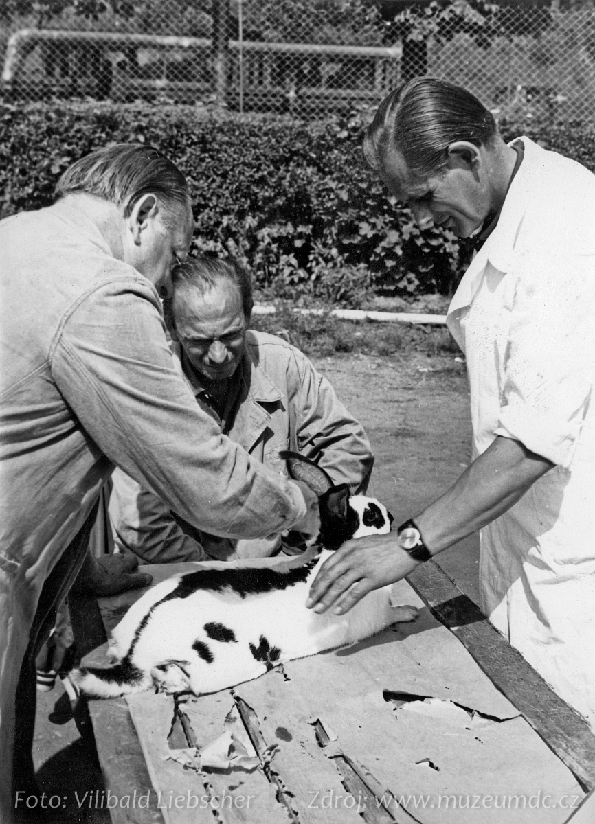 Výstava drobného zvířectva na Labském nábřeží v Děčíně v roce 1966